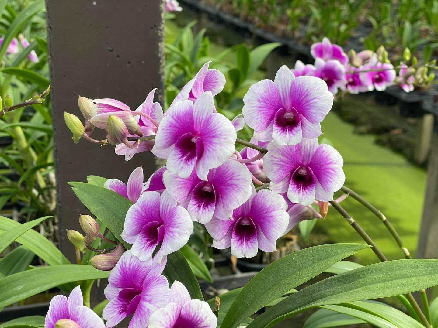 3 bunch AIR ORCHIDS , Mini Dendrobium , Mini Yaya,flowering