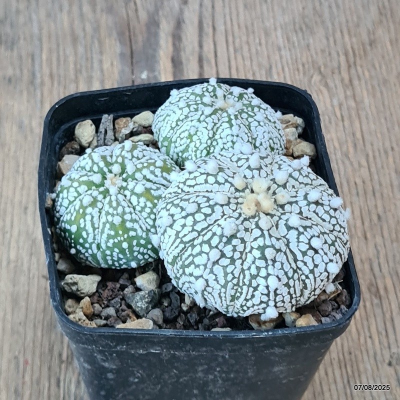 D5777 ASTROPHYTUM SUPERKABUTO pot8-H4-W9 cm MaMa Cactus