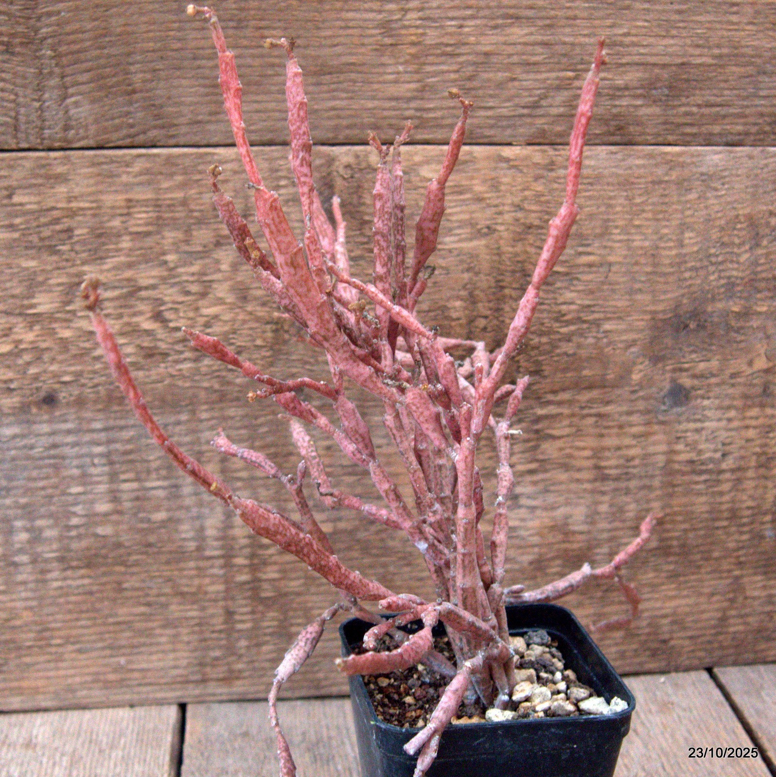 D7119 EUPHORBIA PLATYCLADA pot8-H25-W24 cm MaMa Cactus