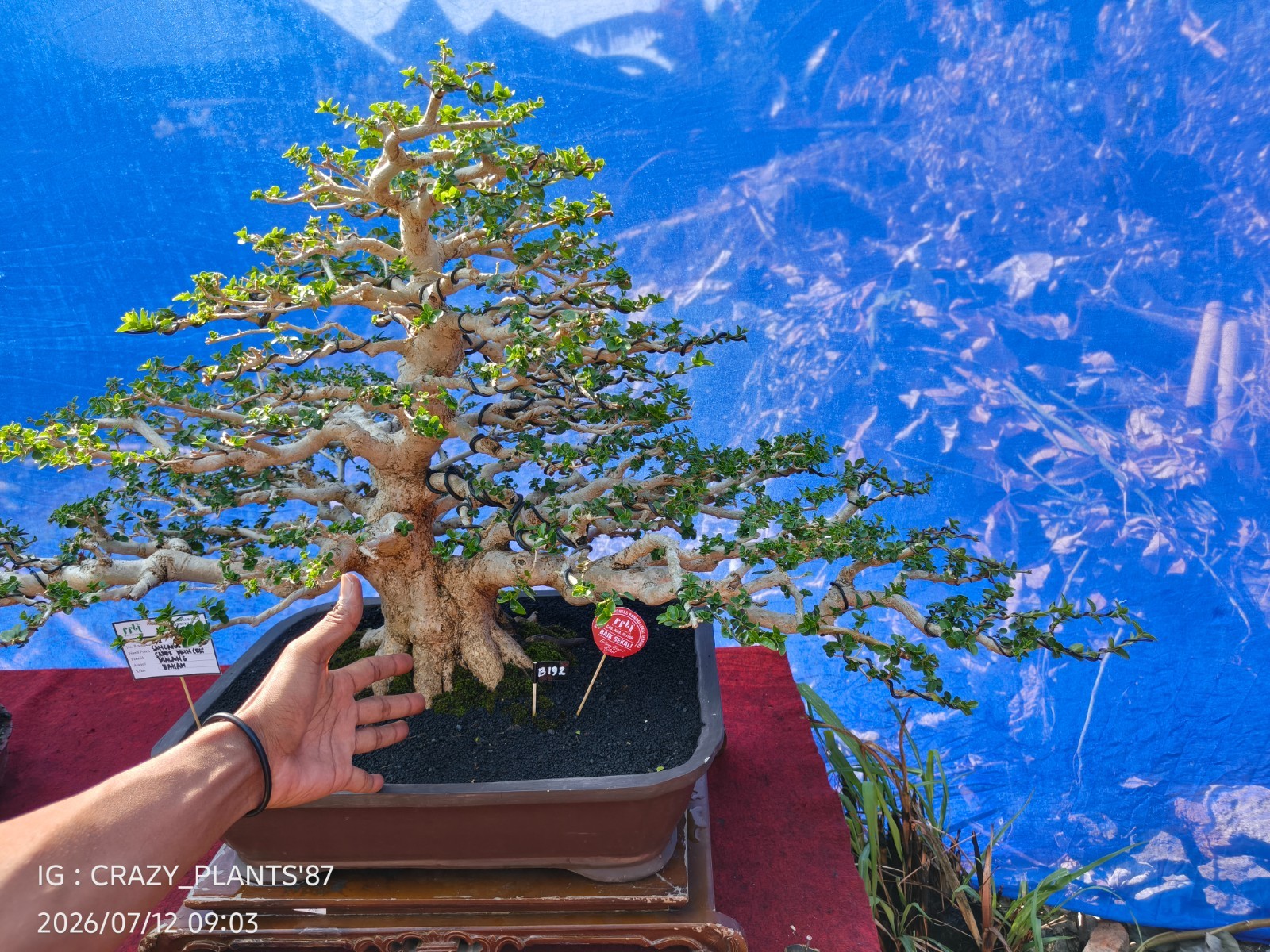 Premna Microphylla Bonsai Tree -Real- Large Size – For Bonsai Tree Collectors.