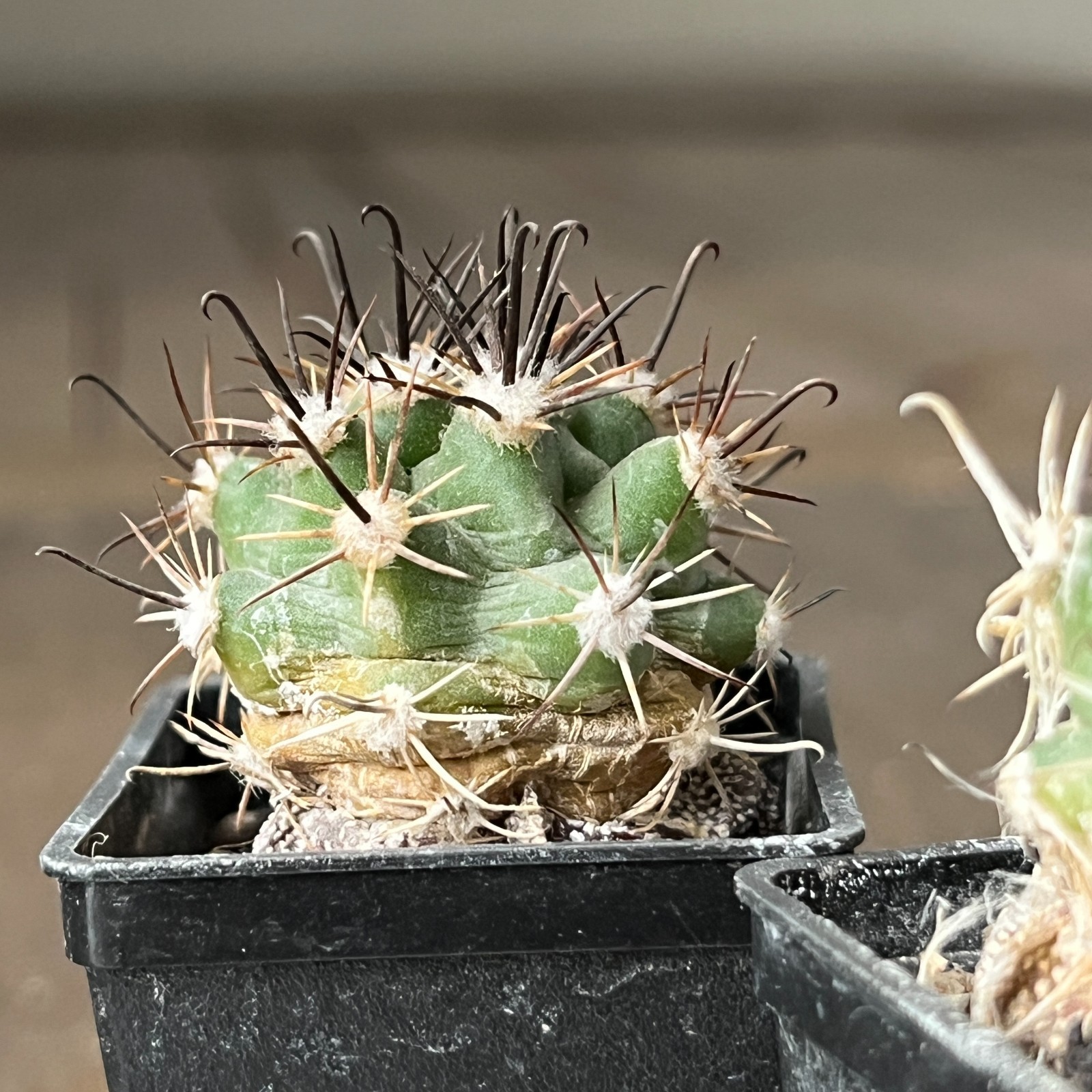 A26-1481 Sclerocactus parviflorus RP22, 4 pieces, grafted