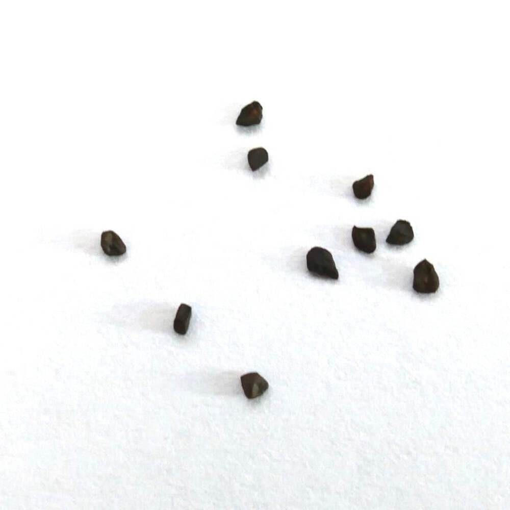 Eucalyptus cinerea SEEDS – Silver Dollar | Argyle Apple | Tree