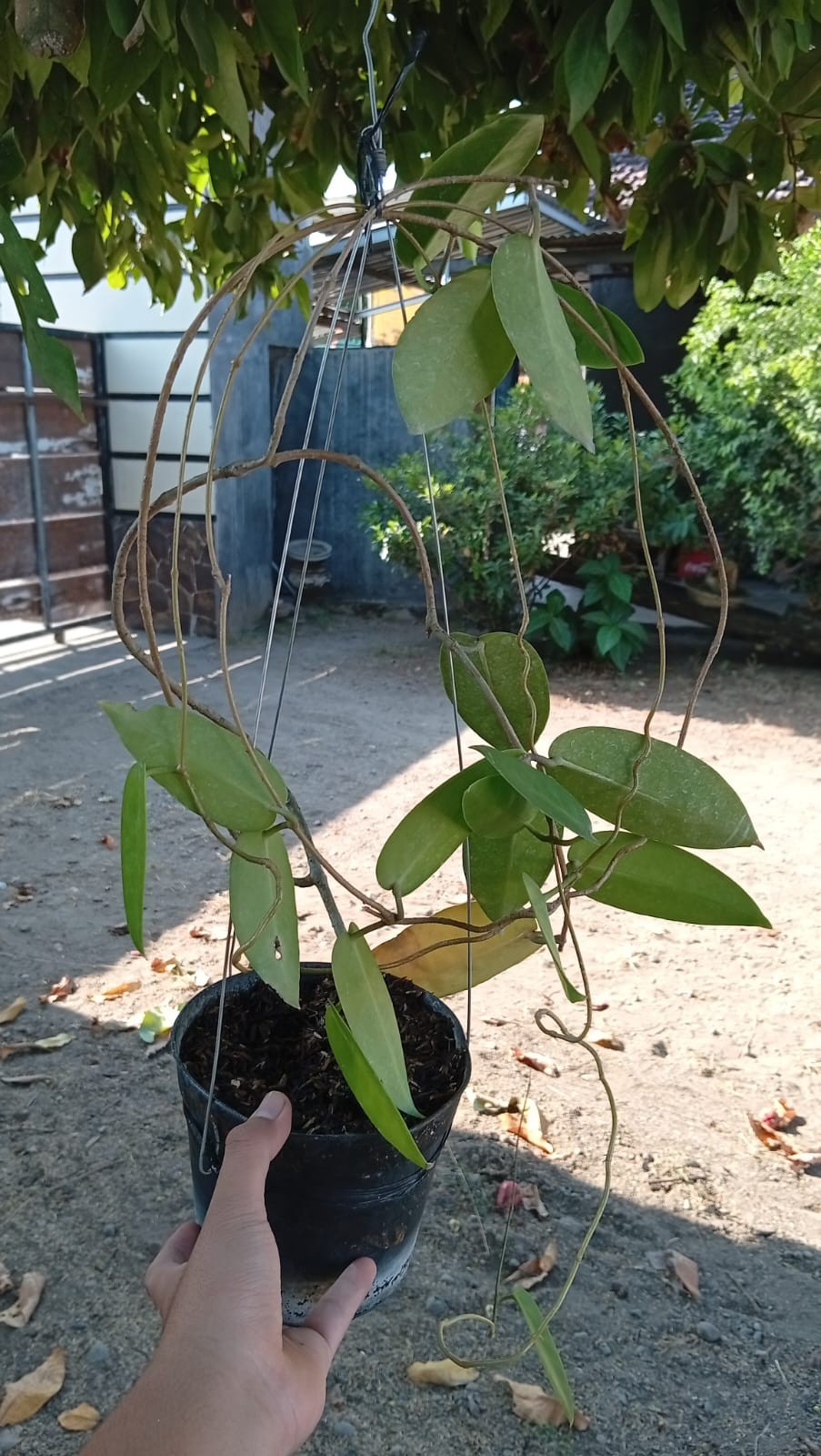 Real Picture Hoya Macgillivrayi Mature Size
