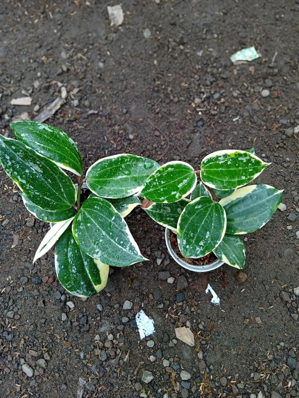 Real Picture Hoya Latifolia Albomarginata