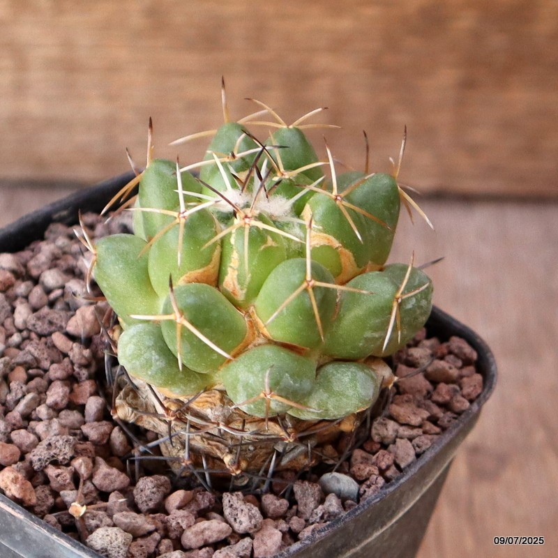 D5158 CORYPHANTHA MAIZ-TABLASENSIS PAR121 pot7-H5,5-W5 cm MaMa Cactus