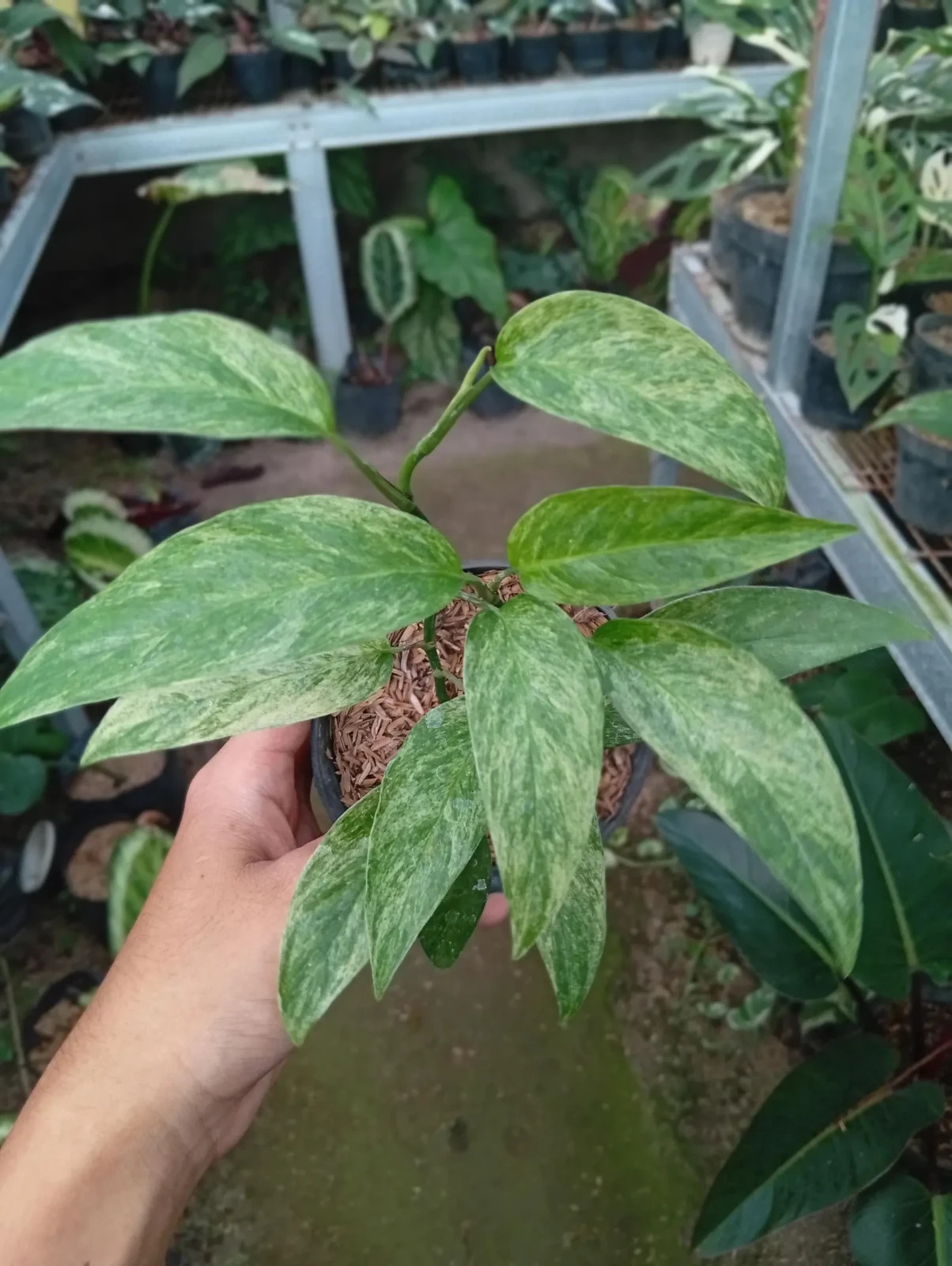 Real Picture Epipremnum Hanoman Mint Variegated Lush Leaves