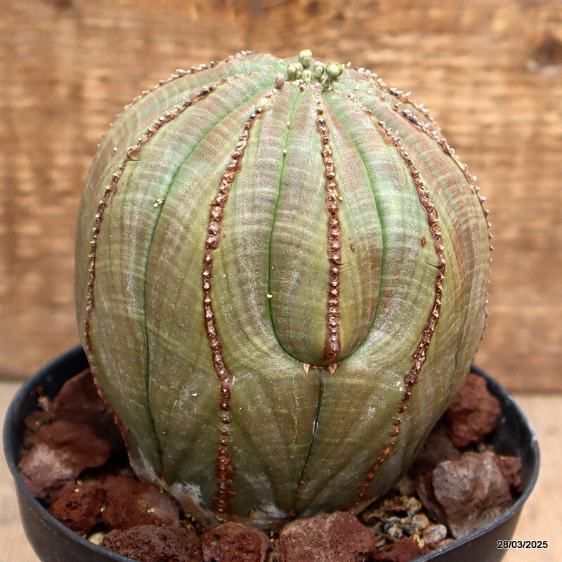 D2585 EUPHORBIA OBESA ARROW pot12-H11-W10 cm MaMa Cactus