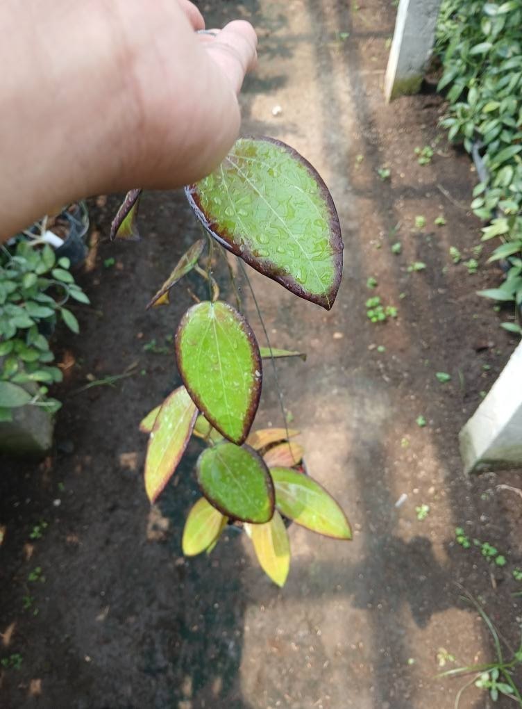 Real Picture Black Margin. (H. Glabra sumatra x H. Rindu rafflesia) Red
