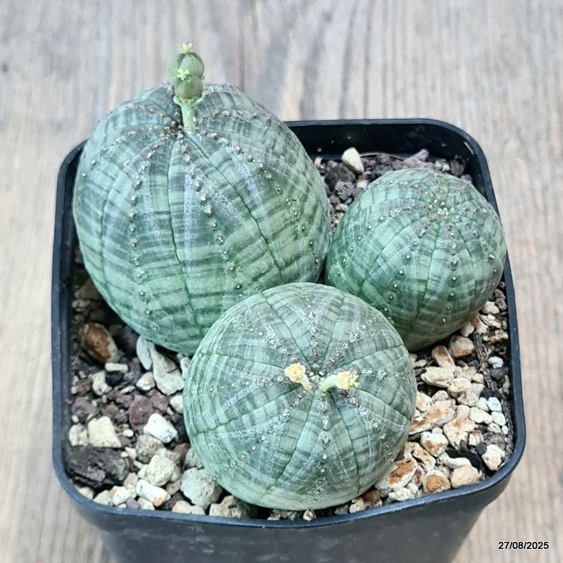 D6188 EUPHORBIA OBESA MULTIHEADS pot8-H5-W9 cm MaMa Cactus