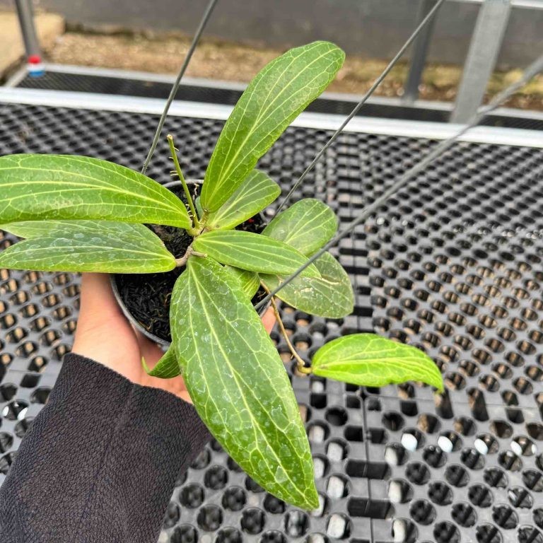 Hoya Bordenii Rare Plant