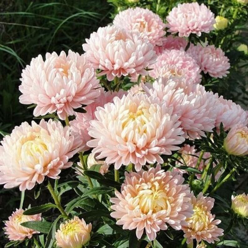100 Pcs Cute Duchess Peony Apricot Aster Flower Seeds
