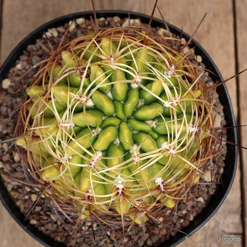 A9984 GYMNOCALYCIUM MULTIFLORUM pot18-H11-W14 cm MaMa Cactus