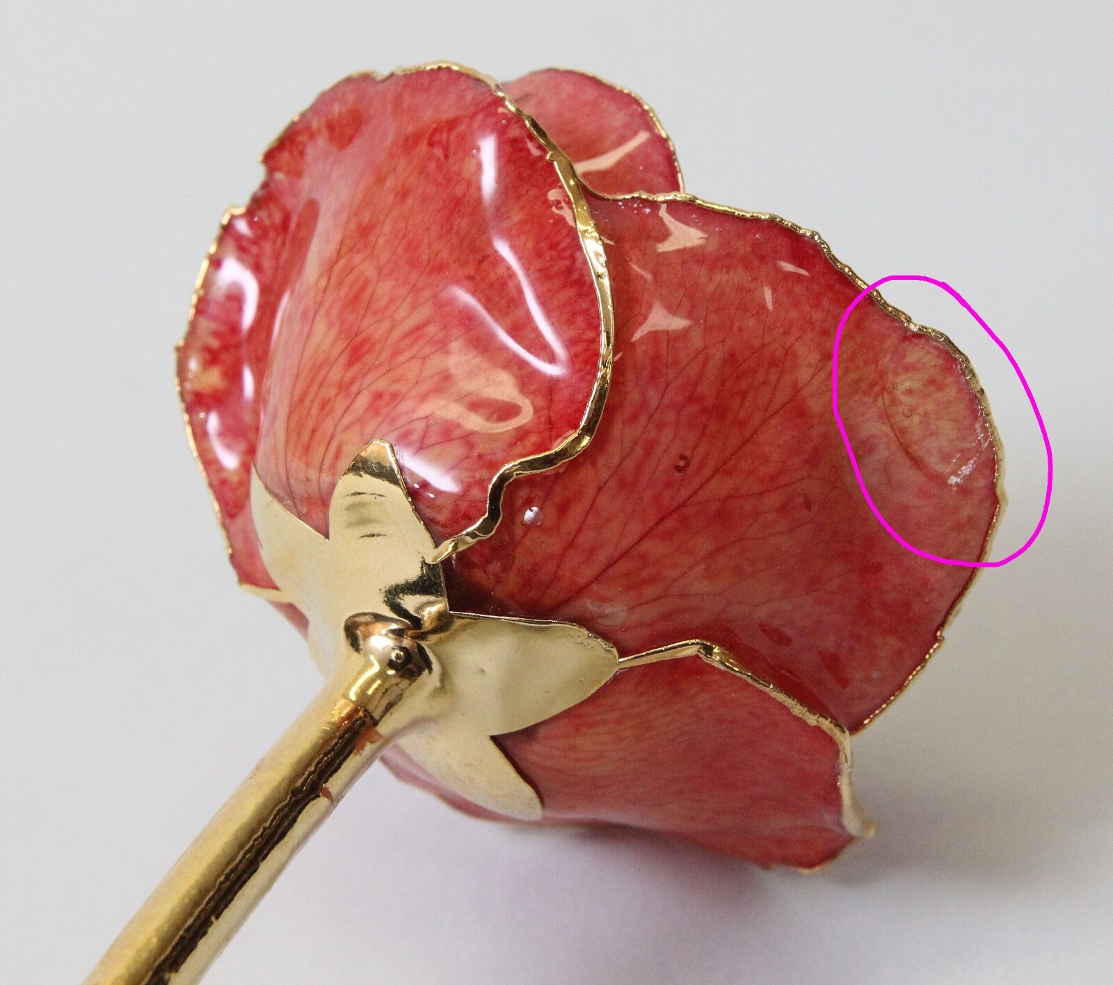 Lacquer Dipped Gold Trim Real Rose Flower 11.5″ Orangish Pink