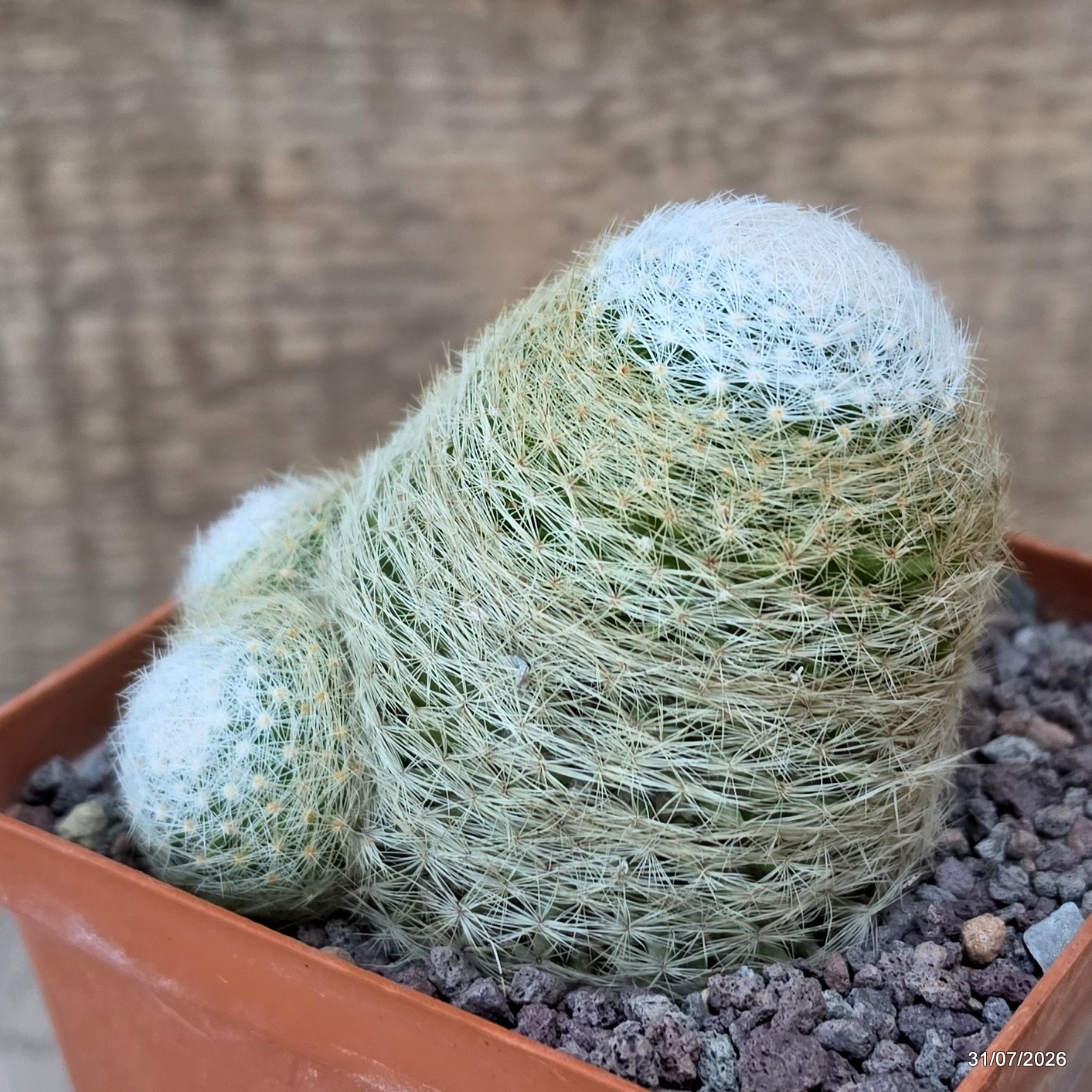D5170 MAMMILLARIA LENTA MULTIHEADS pot10-H5-W7 cm MaMa Cactus