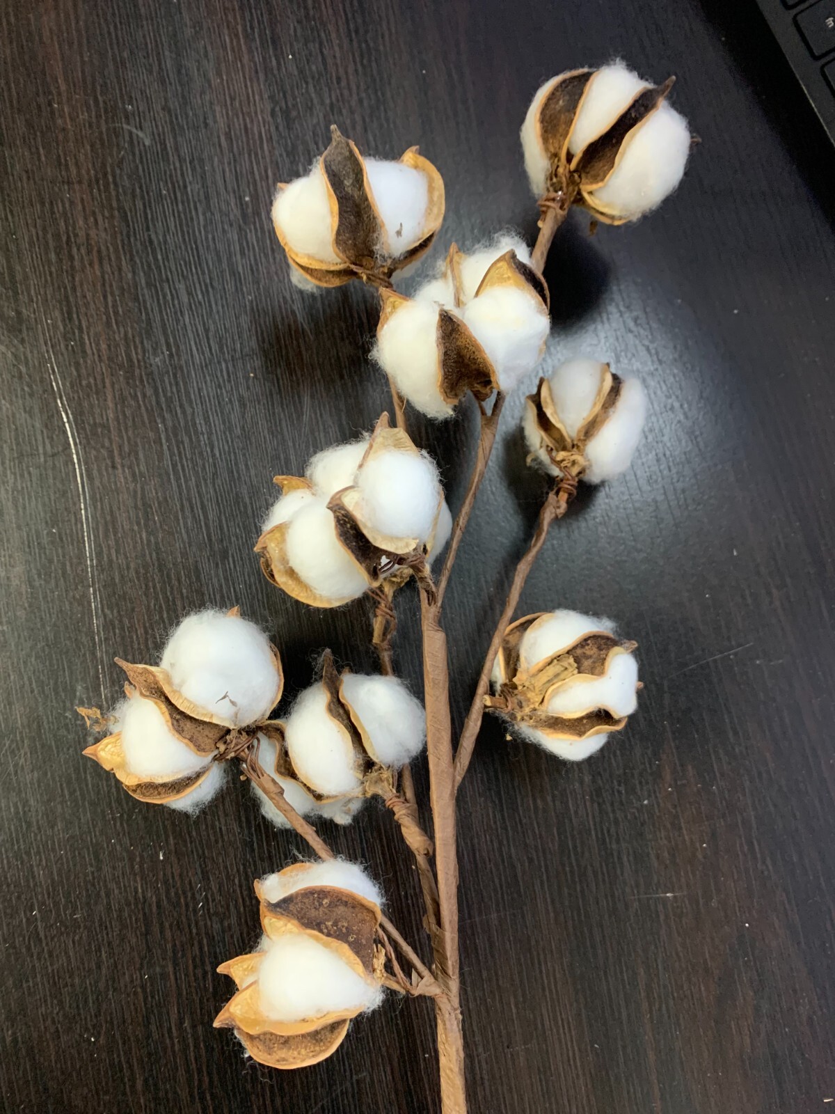 Cotton Stems Natural Dried Flower 60 Bolls in Total, 6 pack Cotton Sprigs White