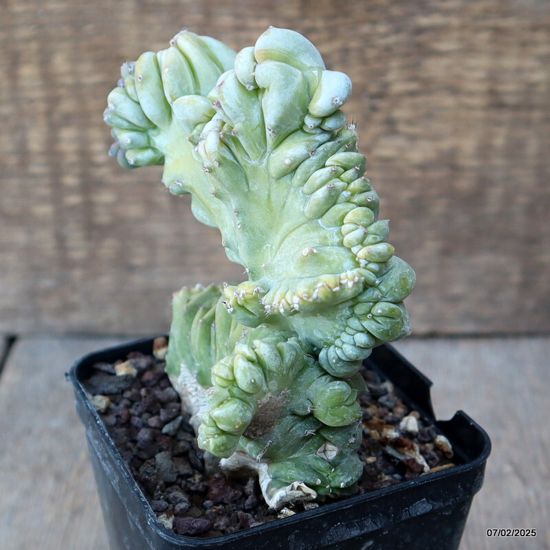 D1498 MYRTILLOCACTUS GEOMETRIZANS CRESTED pot8-H12-W9 cm MaMa Cactus