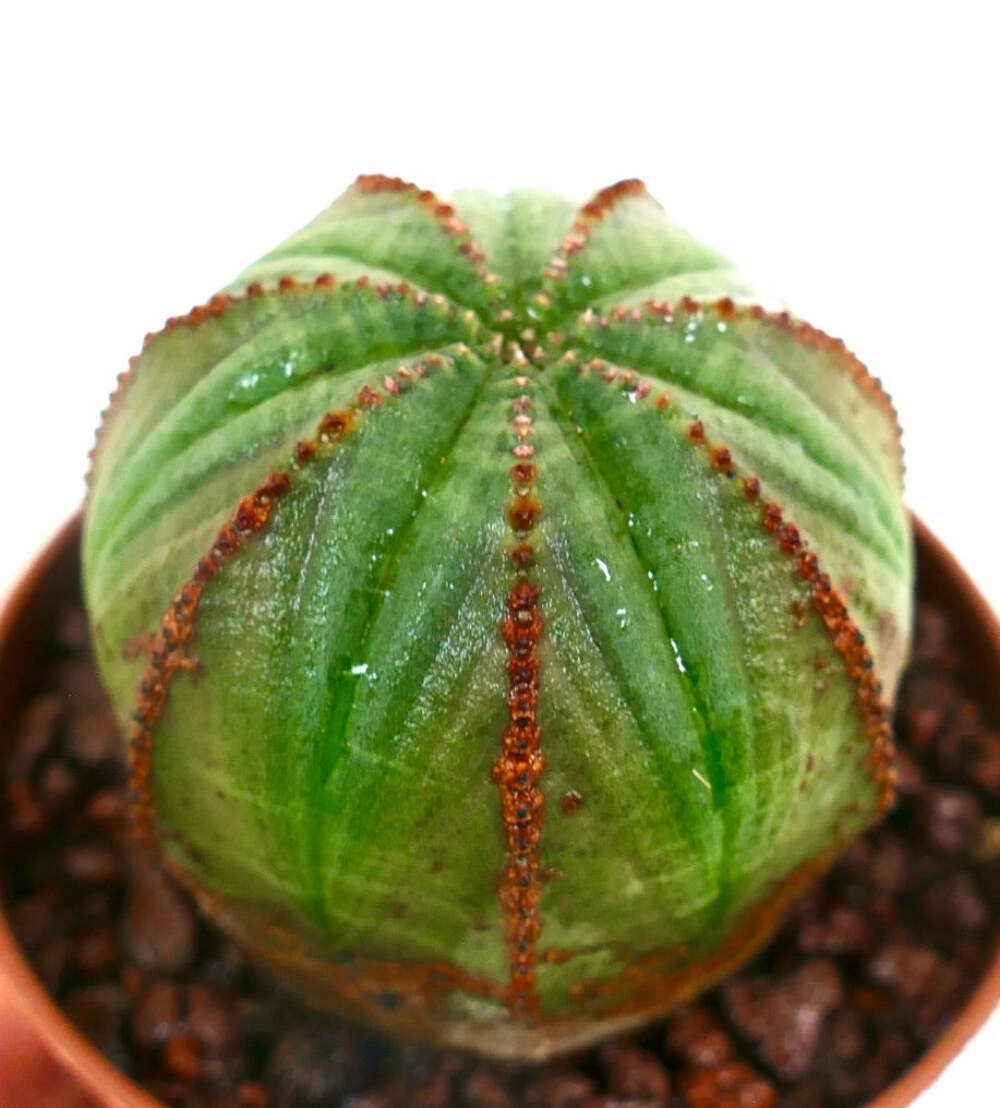 Euphorbia obesa WITH BROWNISH AREAS ABCL – Baseball plant | Basketball plant
