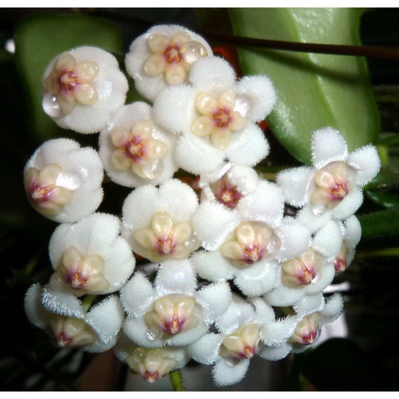 Hoya Rotundiflora Rare Plant