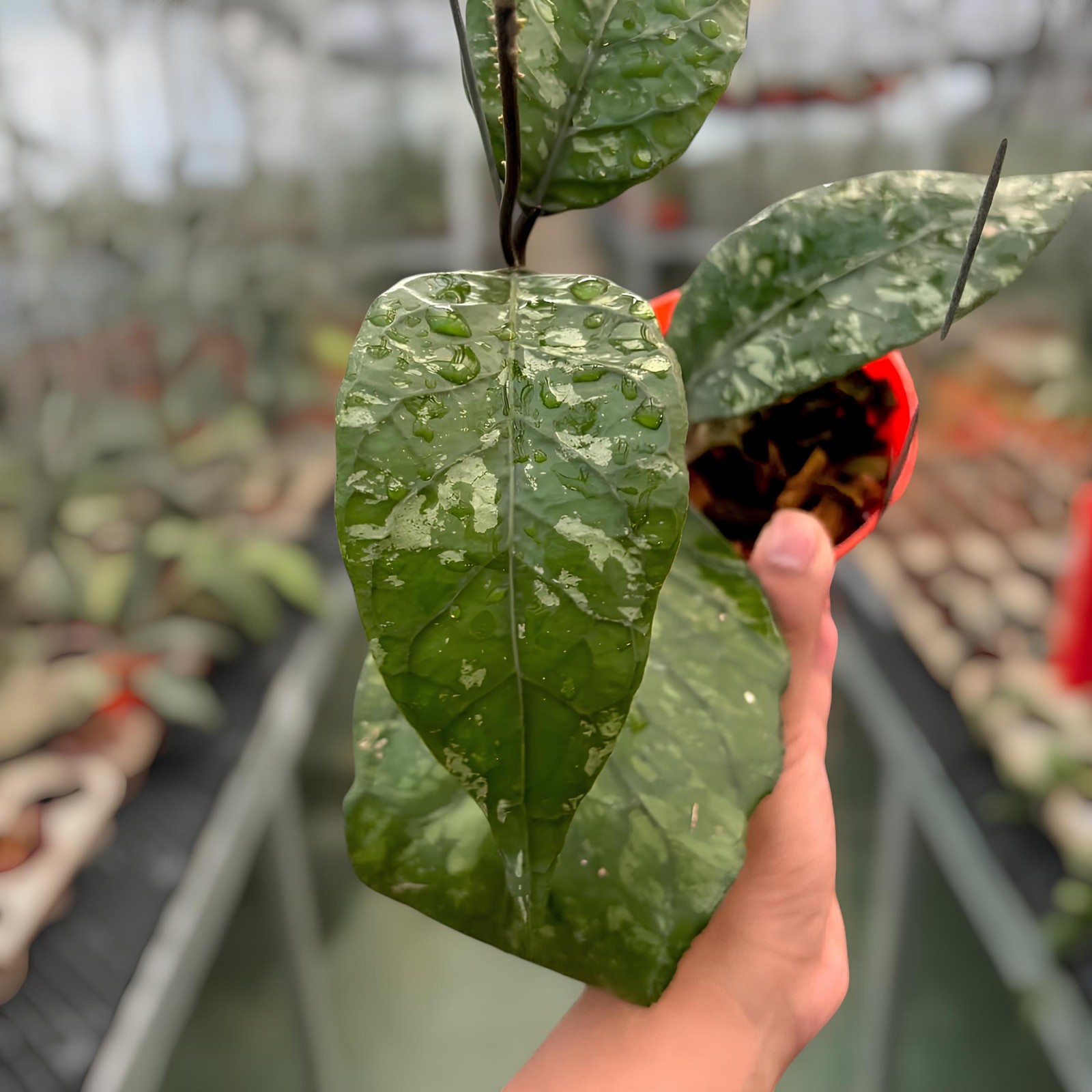 Hoya Sp Aceh Mapu Splash Jungle Plant