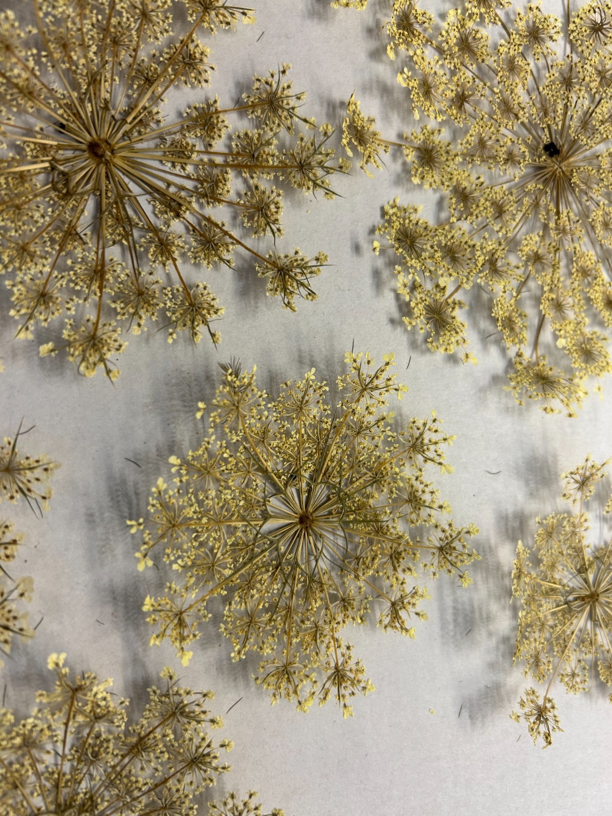 Lot of 10 Hand Picked and Hand Pressed Queen Anne’s Lace Flowers Crafting Décor