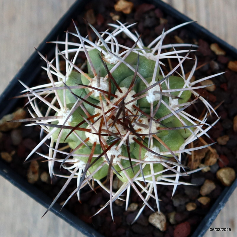 A5233 COPIAPOA BRIDGESII KK 1399 pot 9 cm H 4 cm W 5 cm MaMa Cactus