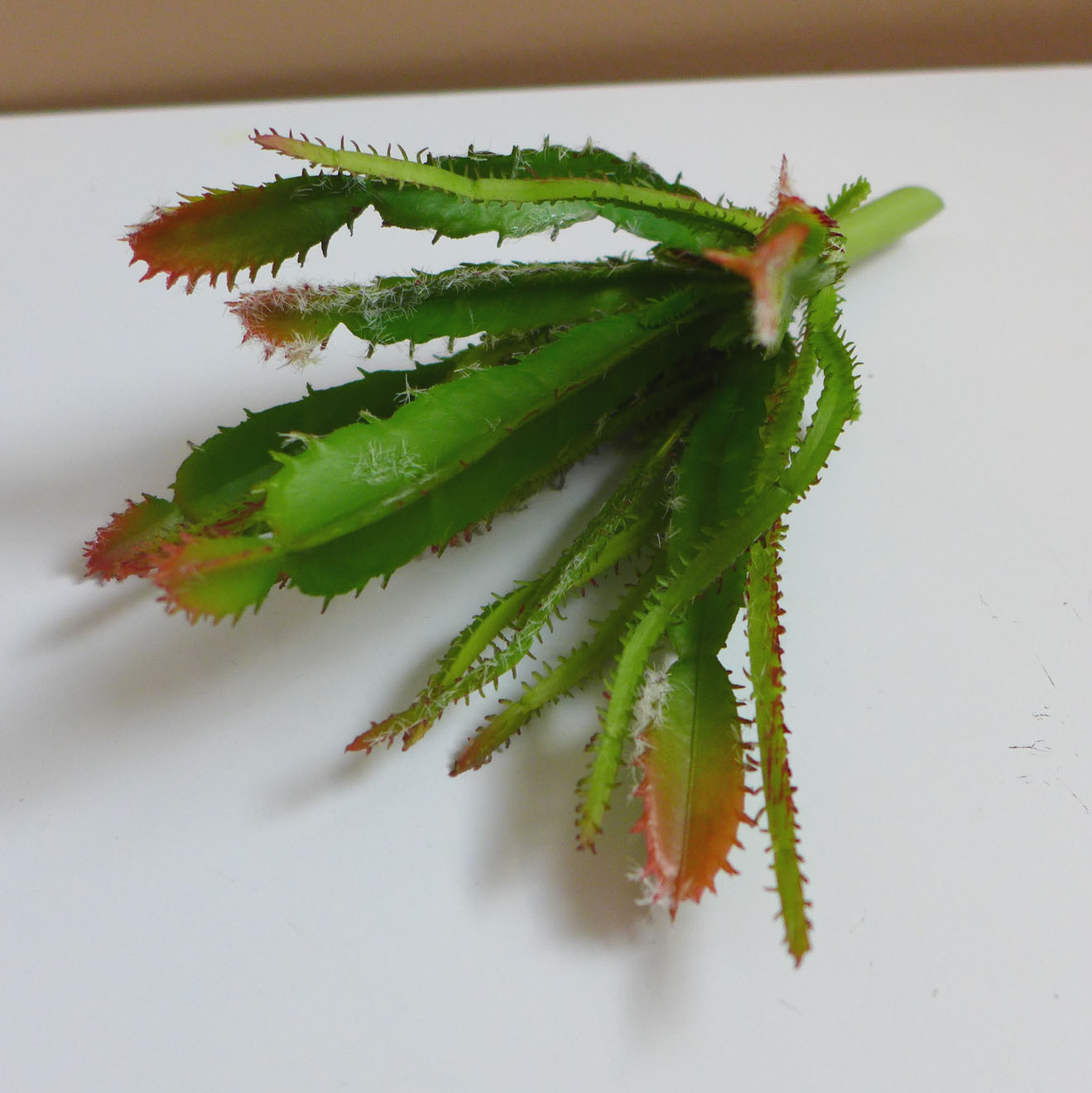 Artificial Flocking Plants Set of 5 Cactus Succulent Grass