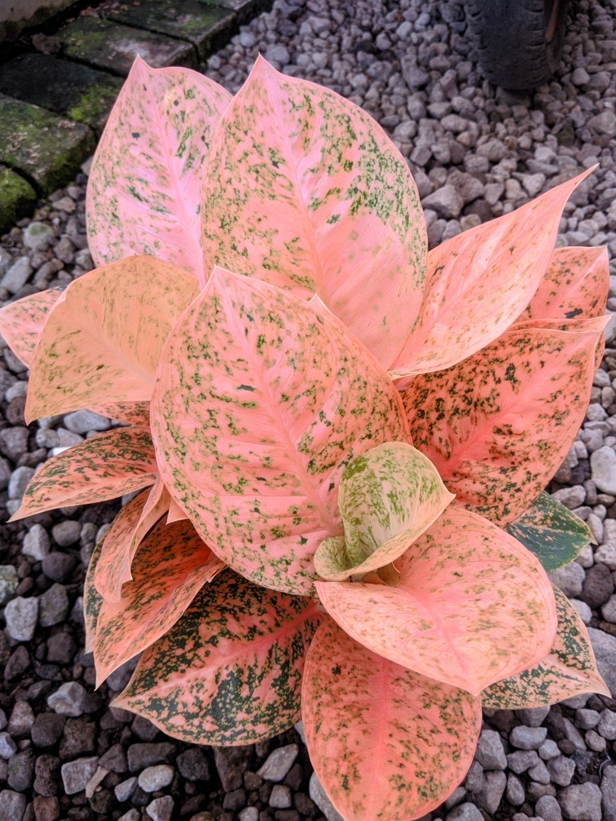 Aglaonema Sturdust Oren Large Size Real Picture