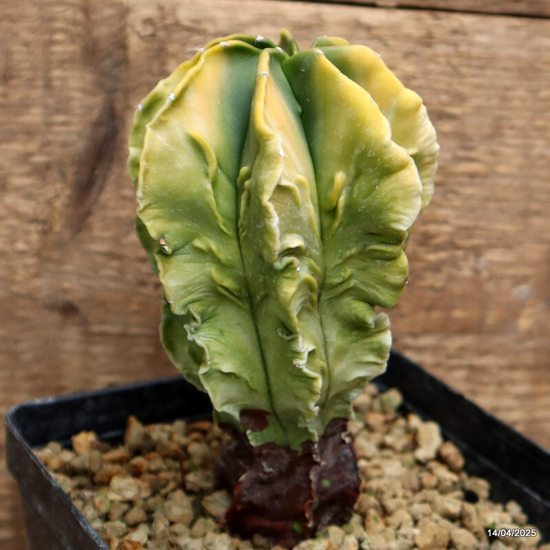 D1275 ASTROPHYTUM MYRIOSTIGMA FUKURYU VARIEGATED pot13-H14-W8 cm MaMa