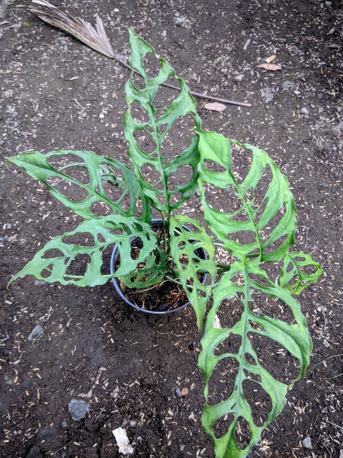 Monstera Obliqua Peru Lush Leave Real Picture