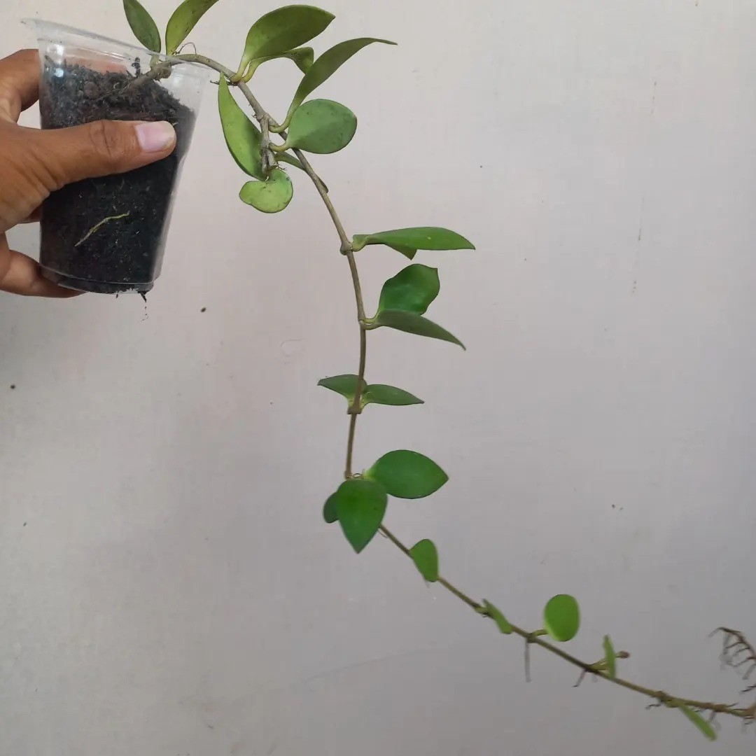 Hoya Myrmecopa Selayar Rare Tropical Wax Plant