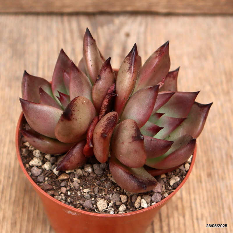 D4332 ECHEVERIA AGAVOIDES “ROMEO” pot8,5-H7-W9 cm MaMa Cactus