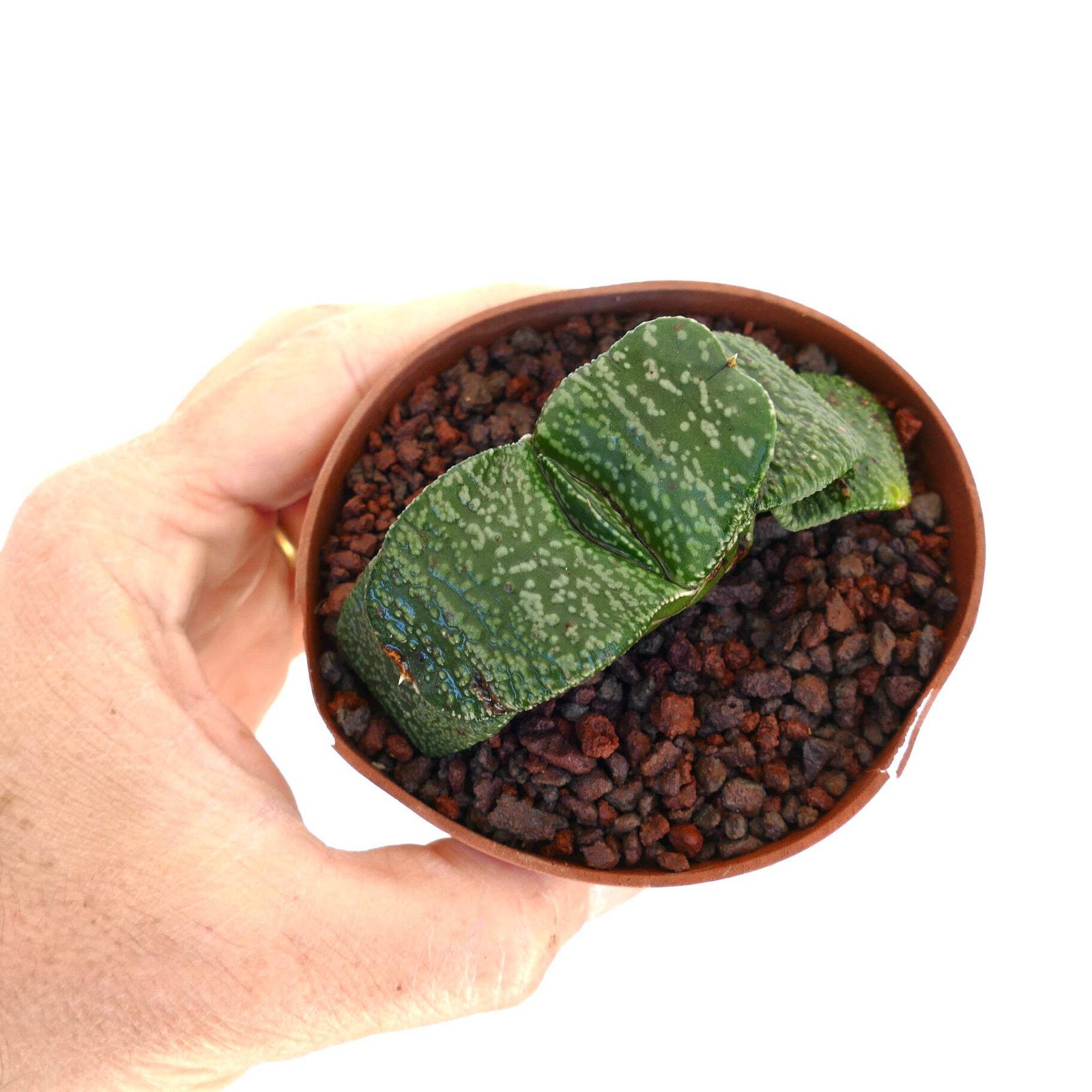 Gasteria armstrongii PEARL (EX CLONE TORRISI SICILY) – Gasteria | Armstrong’s ga
