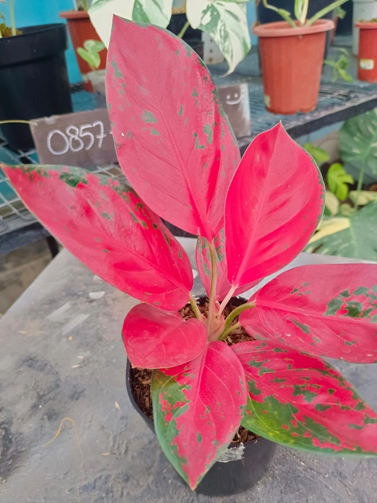 Real Picture Aglaonema Dejavu