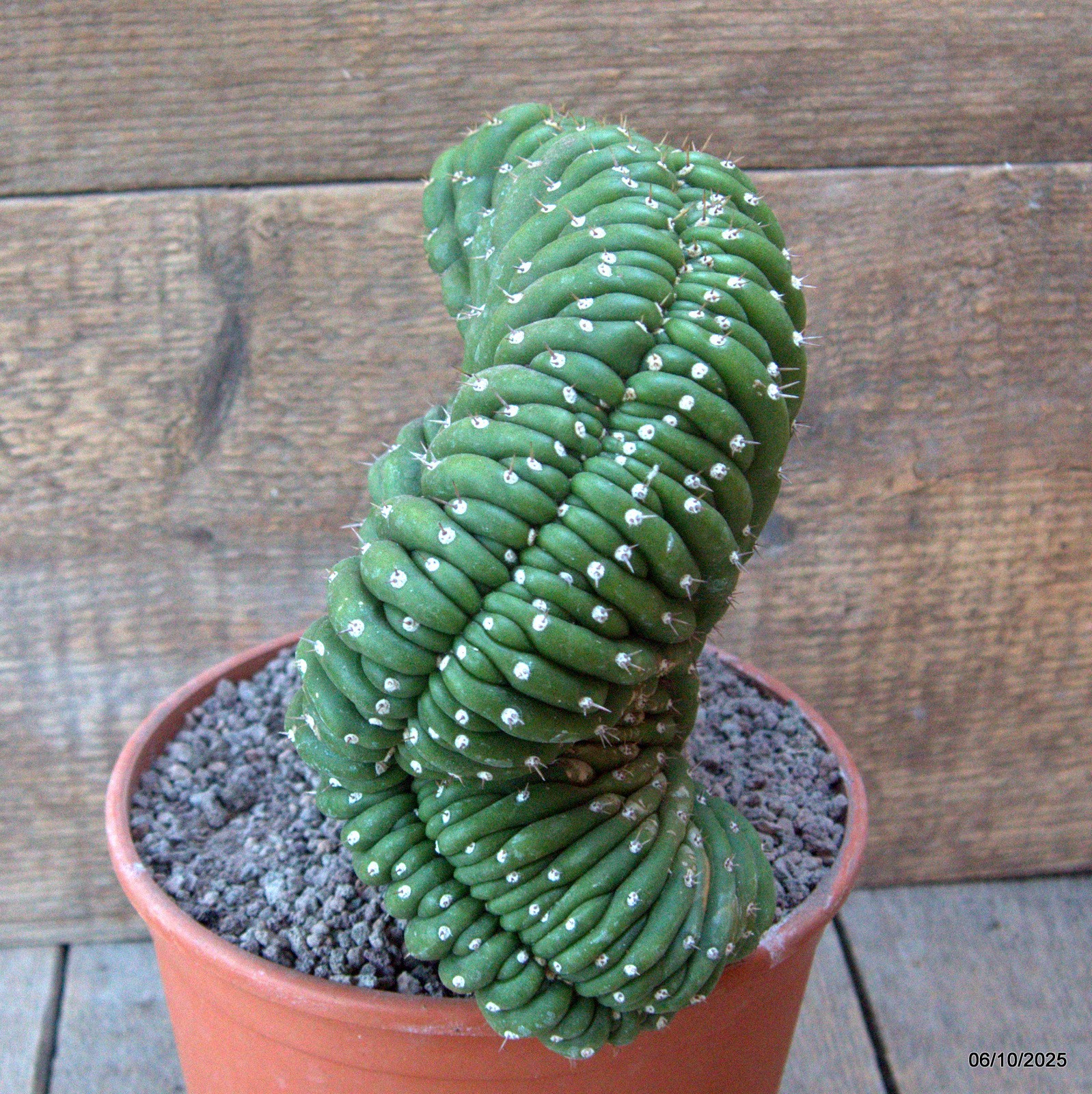 D6928 CEREUS PACHA. CRESTED pot17-H19-W18 cm MaMa Cactus