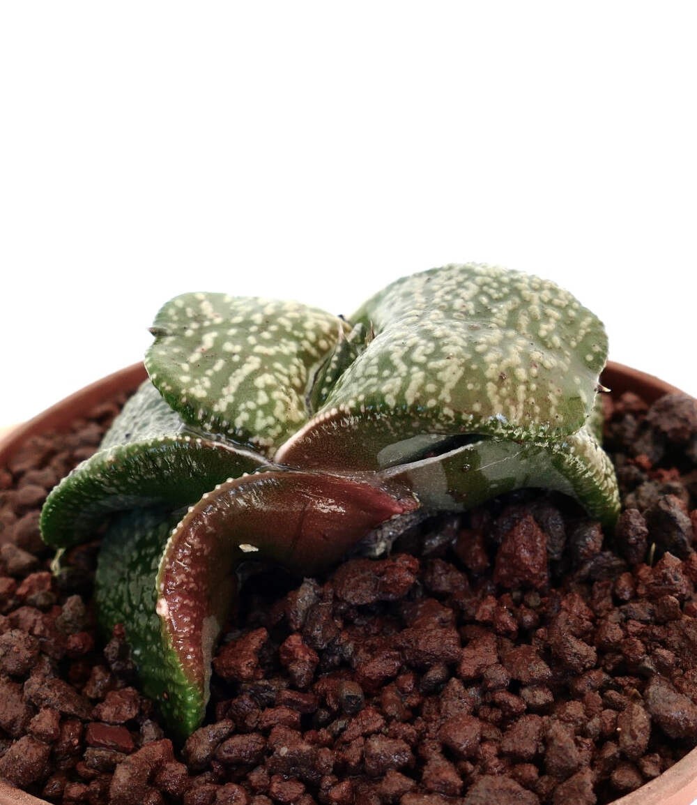 Gasteria armstrongii SUPER WHITE PEARL EX THAILAND – Armstrong’s gasteria | Cow