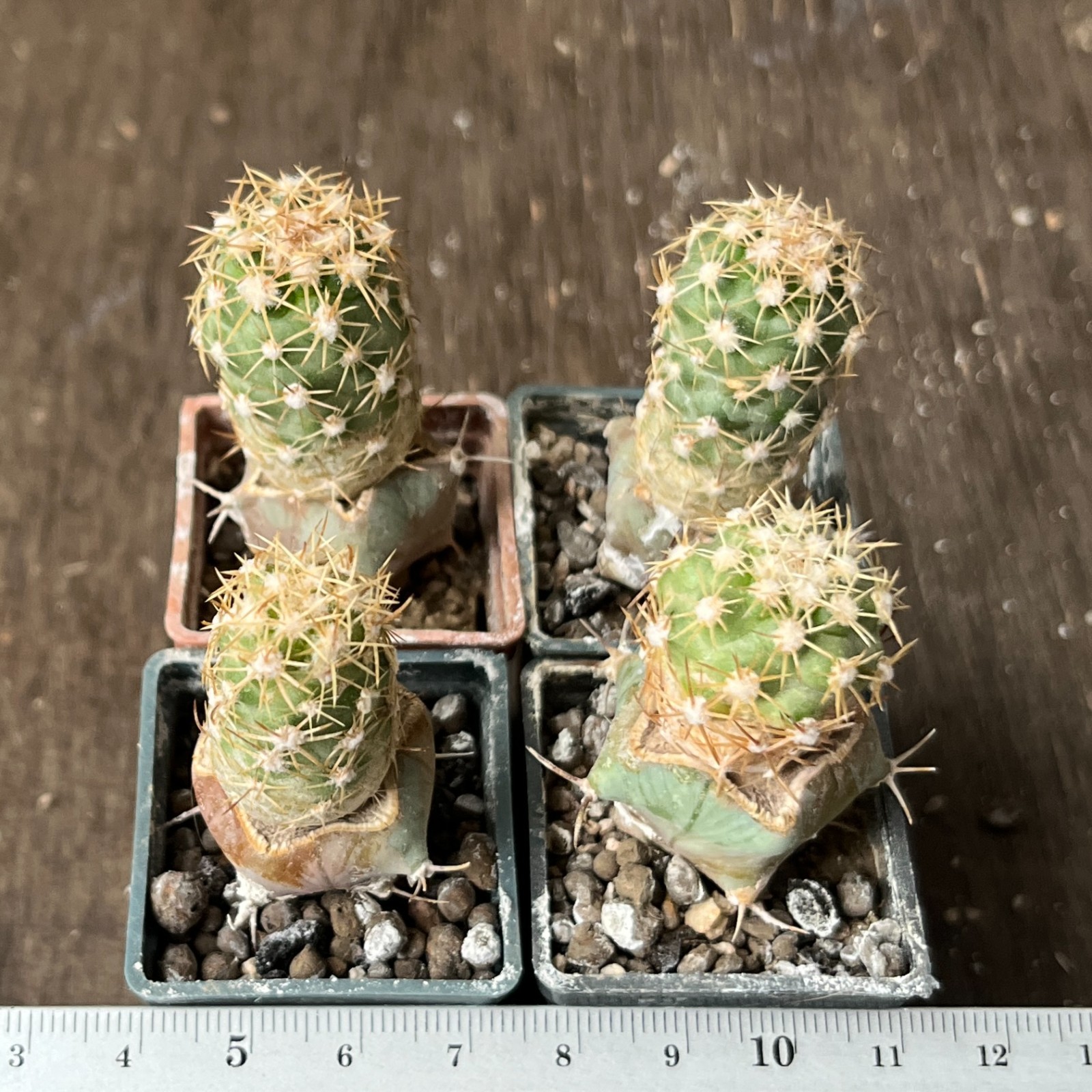 A26-773 Coloradoa mesae-verdae, 4 pieces, grafted