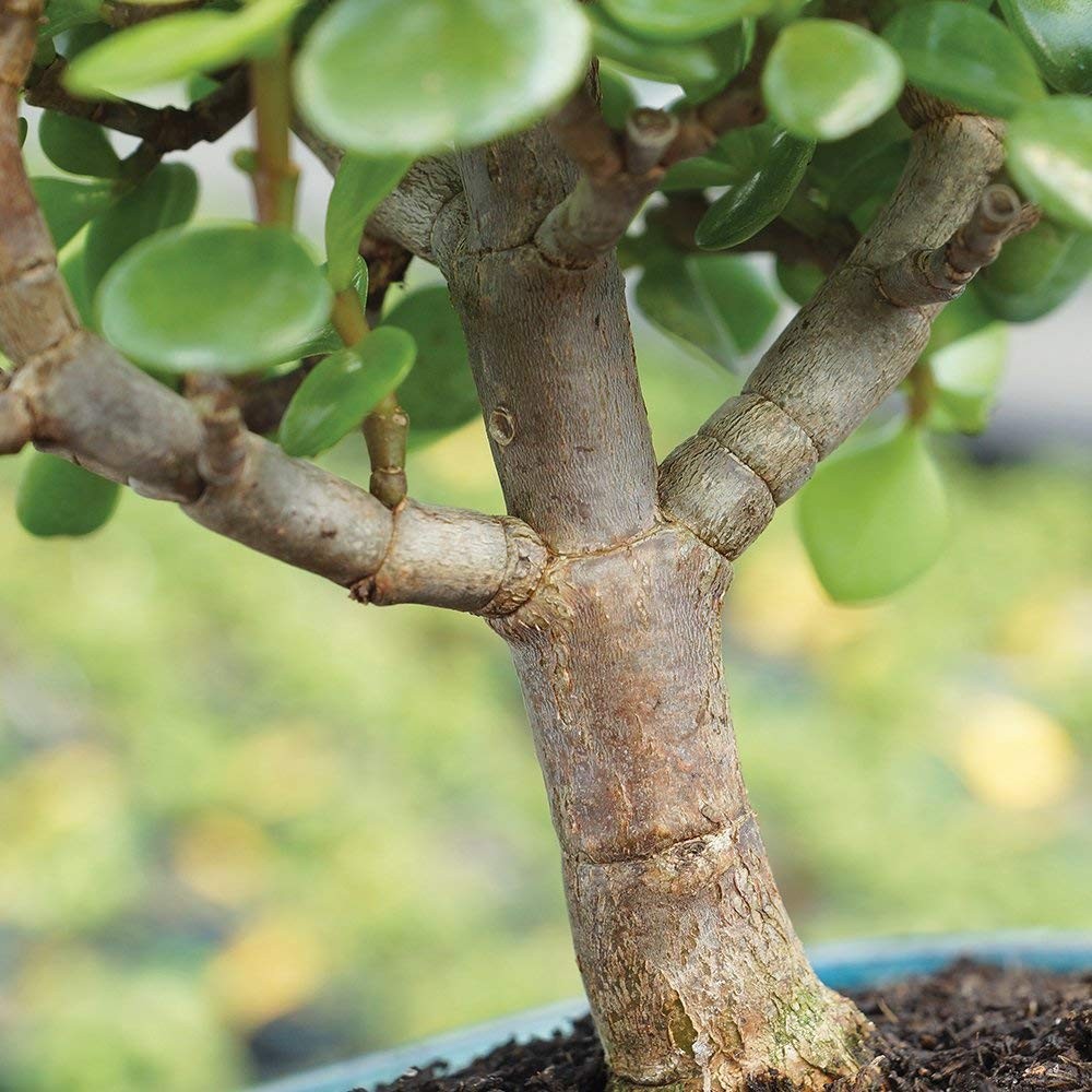 Brussel’s Bonsai – Live Dwarf Jade Tree in a Ceramic SMALL, Green