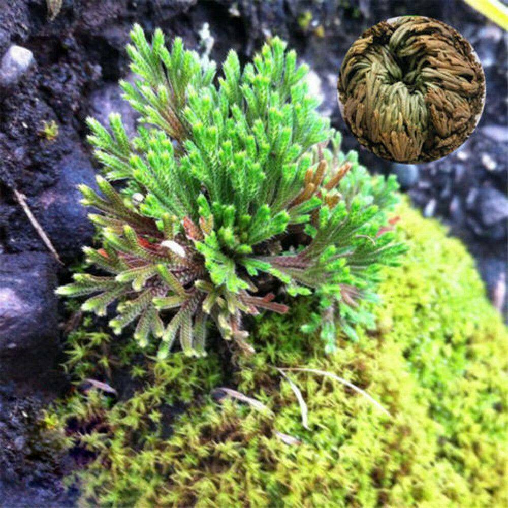 Rose of Jericho, 1-10 Packs- Resurrection Flower – Ferns – Live Plant Bulb Rose