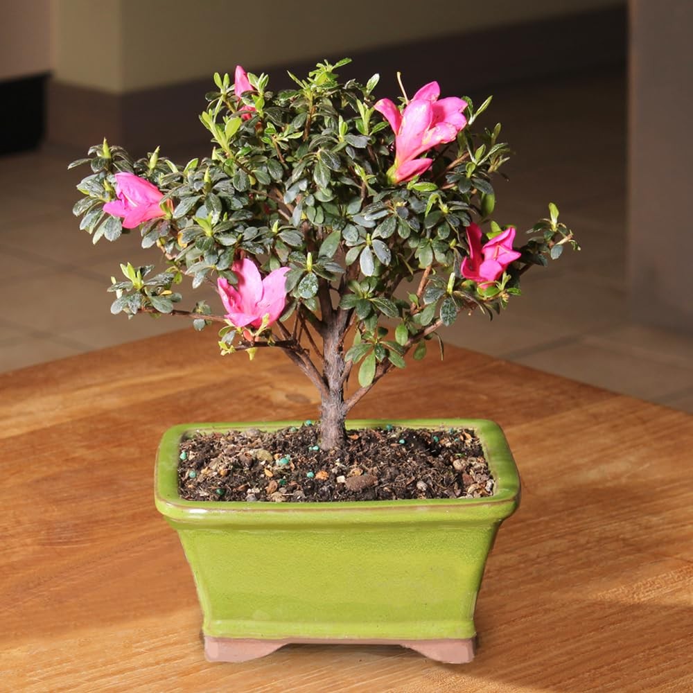 Brussel’s Bonsai – Live Satsuki Azalea Flowering Tree in Small, Green