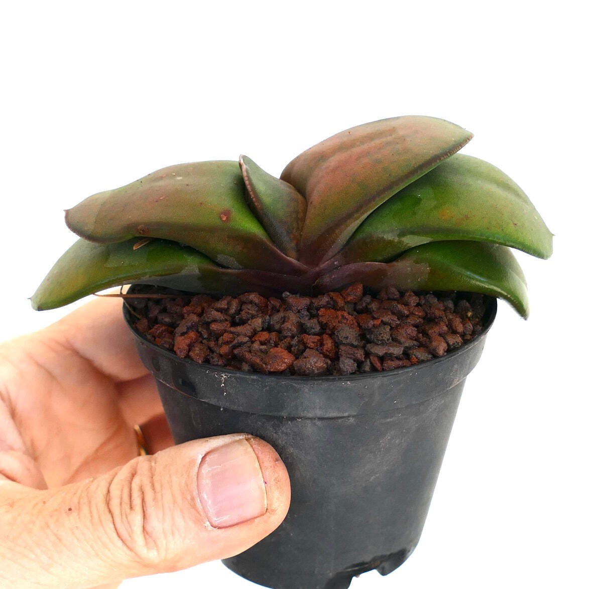 Gasteria pillansii cv 滑らか肌 SMOOTH LEAVES – Namaqua gasteria | Pillans’ gasteria