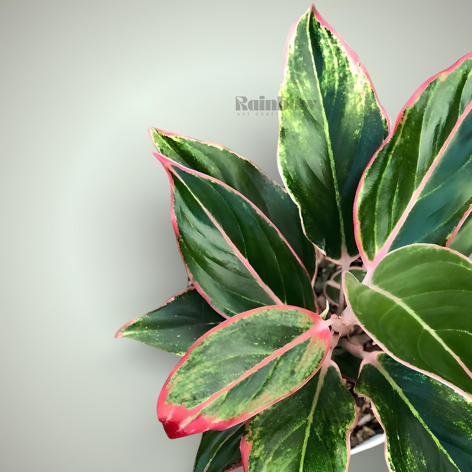 Aglaonema Pink Lipstik Beatiful Ornamental Plant