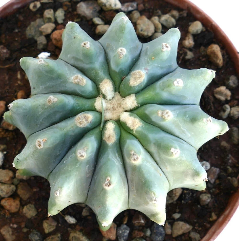 Ferocactus glaucescens cv URASAKI WW20 – Blue barrel cactus | Glaucous barrel ca