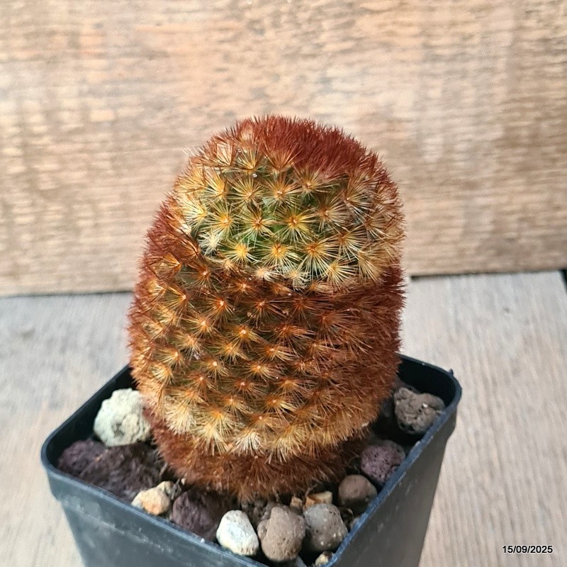 D6420 MAMMILLARIA CARMENAE pot8-H9-W7 cm MaMa Cactus