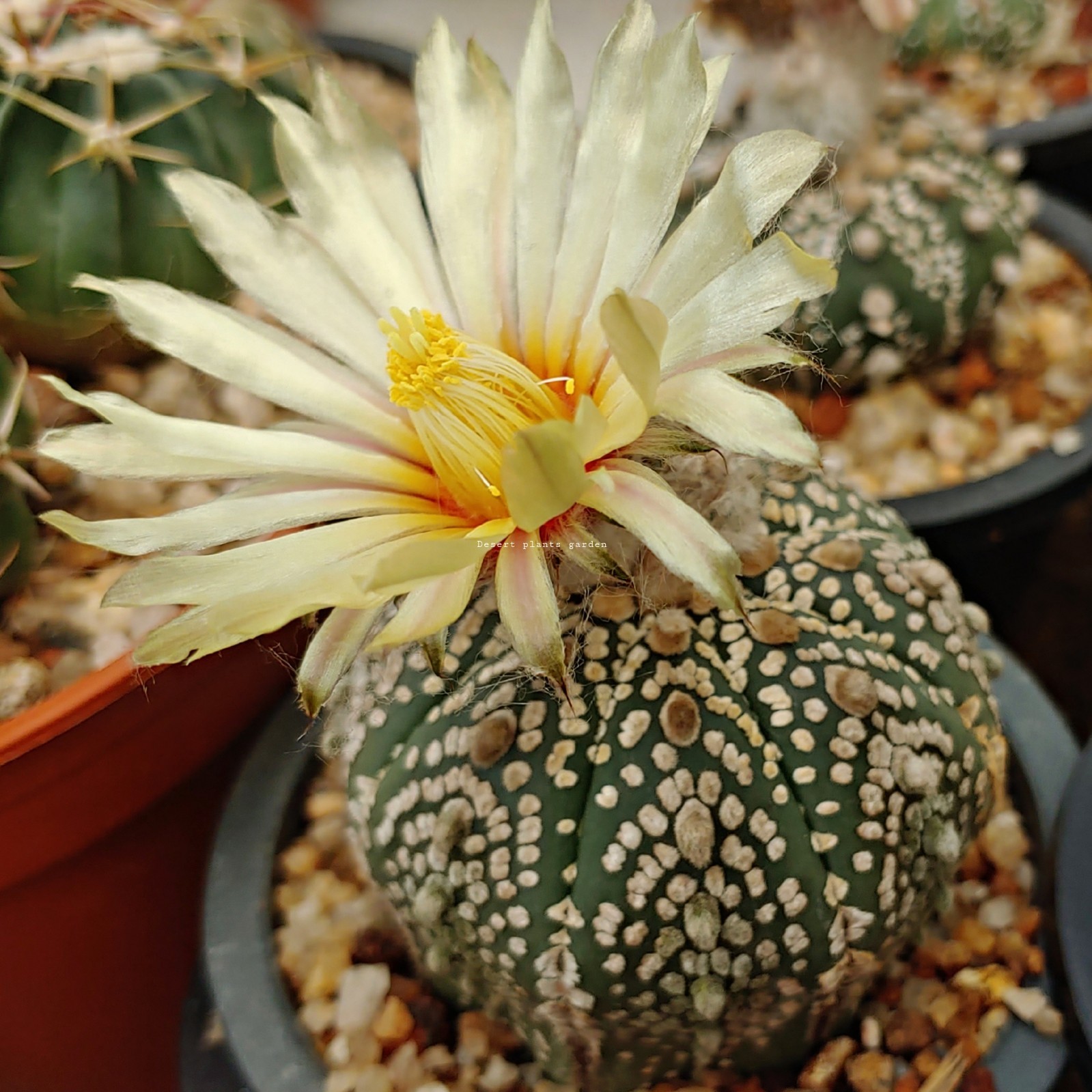Astrophytum asterias super kabuto 25Seeds