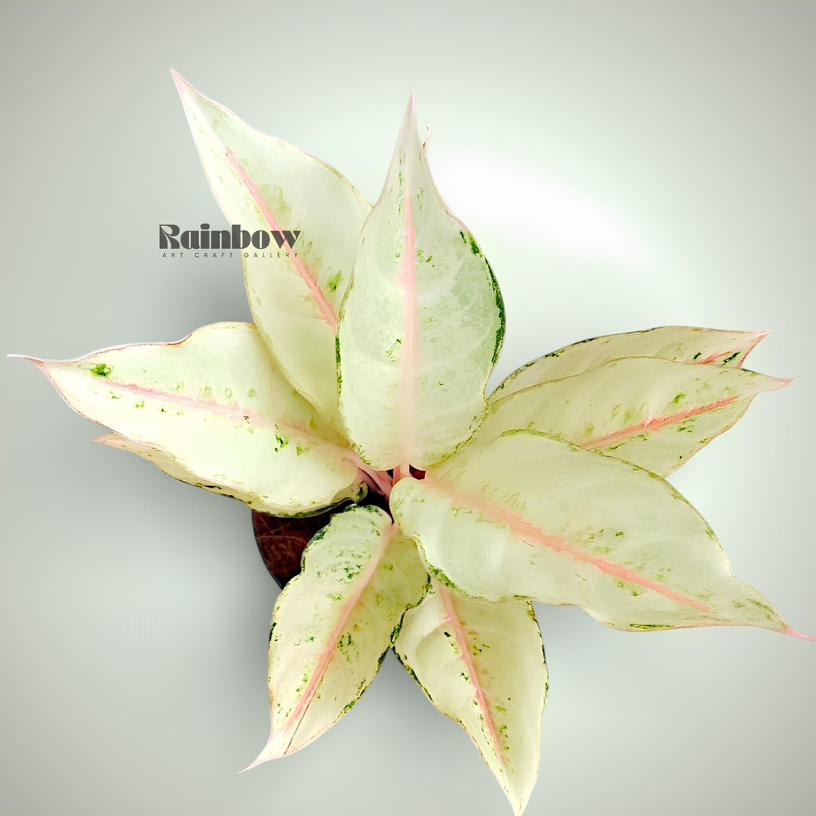 Aglaonema Cinderella Beatiful Ornamental Plant