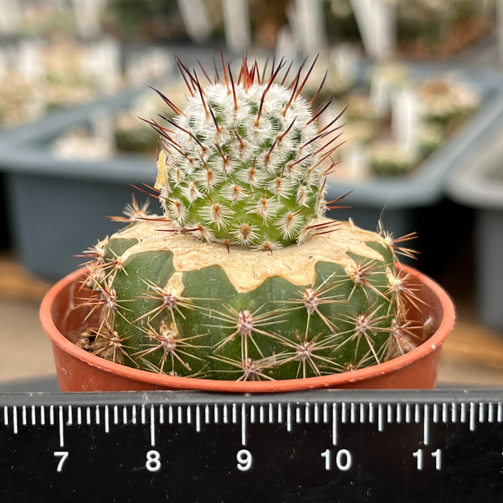 A30-1370. Mammillaria andersoniana v. Longispina VM 1179, Guanajuato (Grafted)