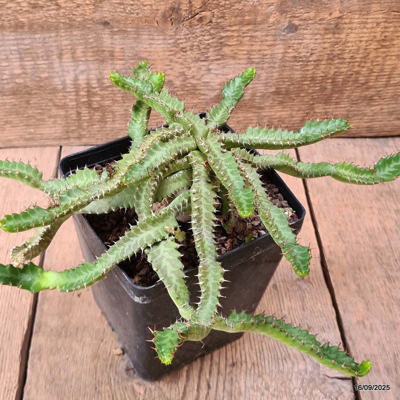 D6474 EUPHORBIA STELLATA BIG CAUDEX pot12-H9-W31 cm MaMa Cactus