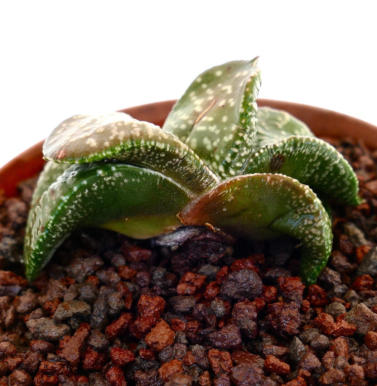 Gasteria armstrongii cv ‘White Pearl’ (FAT LEAVES) – Gasteria | Armstrong’s gast
