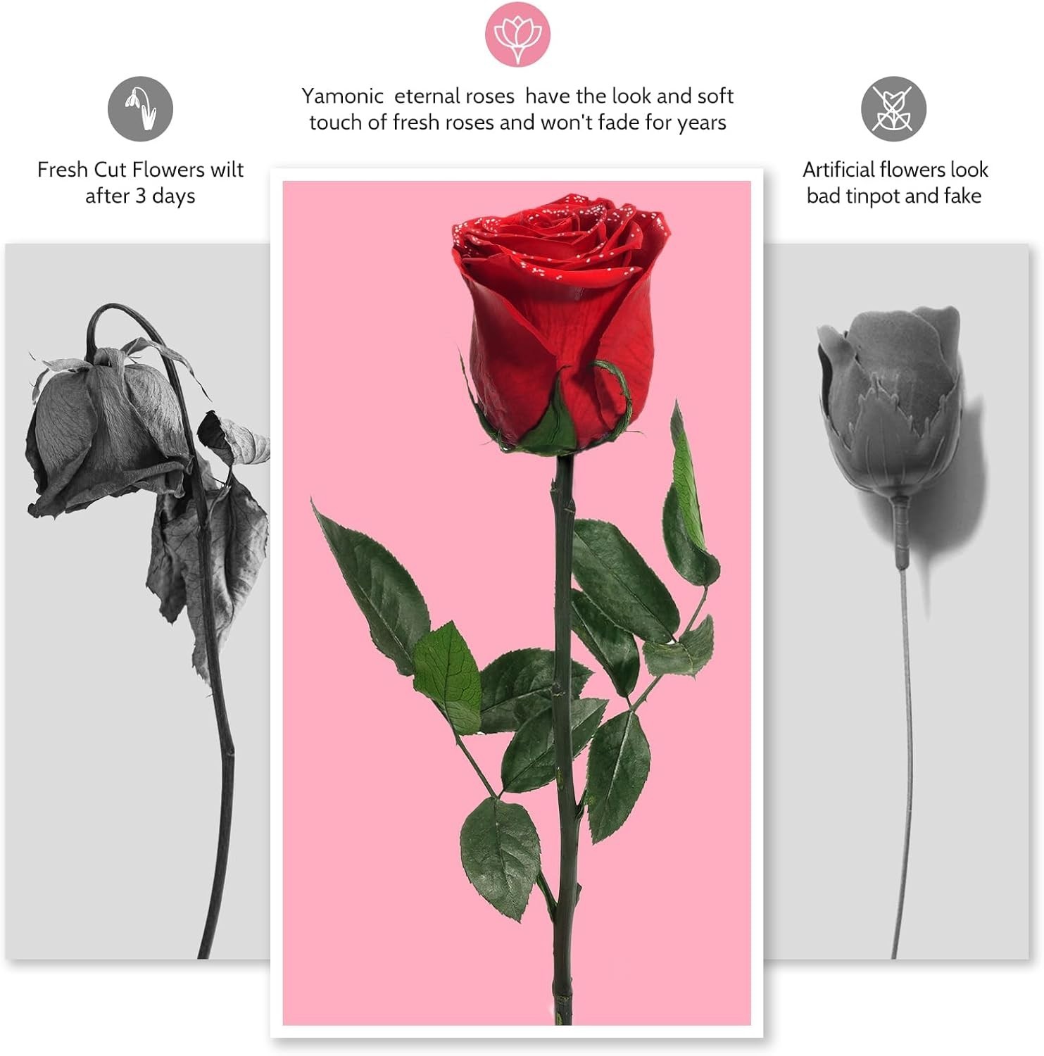 Preserved Flower Rose Gifts for Women, Birthday, Mother’s Day, Valentine’s Day