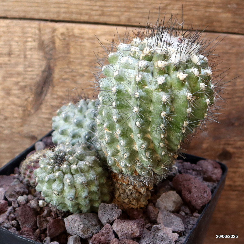 D4773 COPIAPOA PEPINIANA V. FIEDERIANA pot14-H13-W13 cm MaMa Cactus